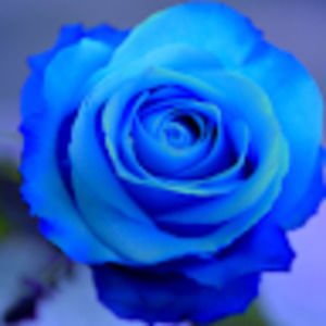 Meet your Posher, Shelby